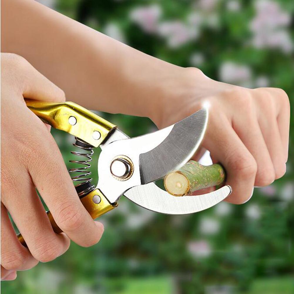 Pruner Golden