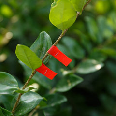 Staple Pins for Plant Stapler 10000pcs/box