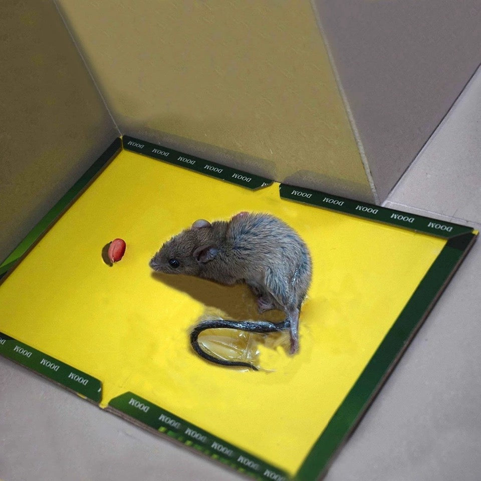 Mouse Killer Glue Best Quality & Rat Killer Glue Rat Trap Adhesive