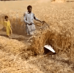 Wheat Reaper AP-2100 7HP